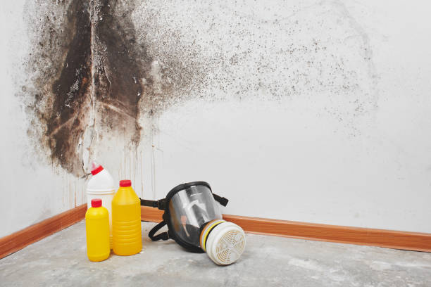 Professional Mold Removal in Saucier, MS