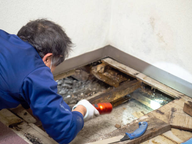 Best Fast Mold Removal  in Saucier, MS