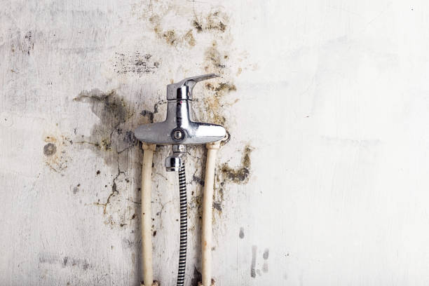 Best Residential Mold Removal  in Saucier, MS