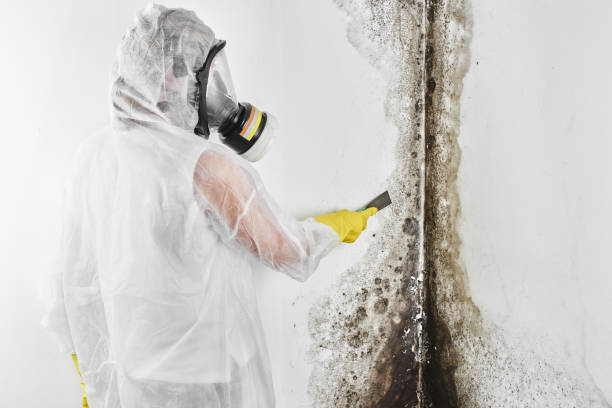 Best Commercial Mold Removal  in Saucier, MS