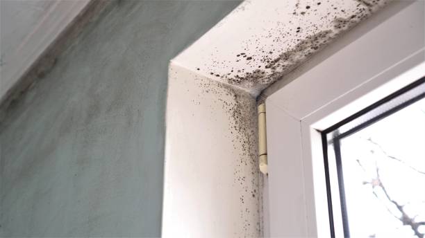 Best Mold Removal and Inspection  in Saucier, MS