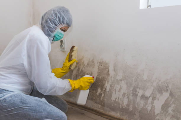 Best Office Mold Removal Services  in Saucier, MS