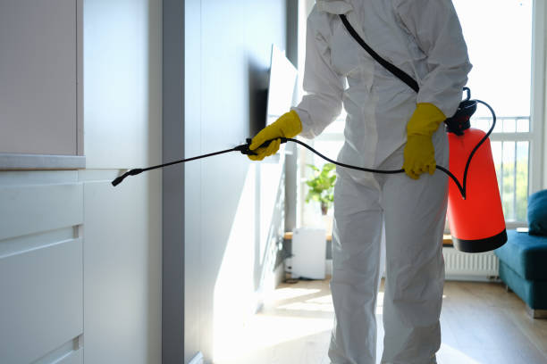 Best Local Mold Removal Service  in Saucier, MS