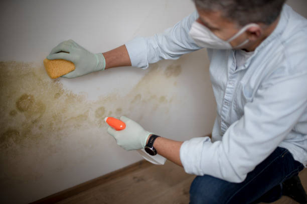 Best Certified Mold Removal  in Saucier, MS