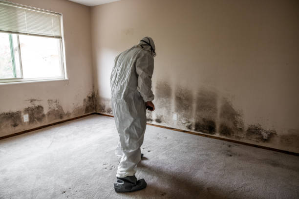 Mold Removal and Inspection in Saucier, MS
