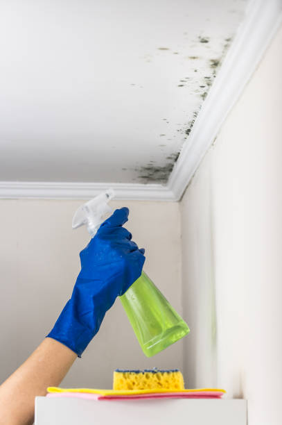Best Mold Removal Specialists  in Saucier, MS